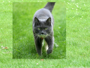 ماسک زدن در فتوشاپ: شناخت ماسک های لایه ای و ماسک های بریده شده