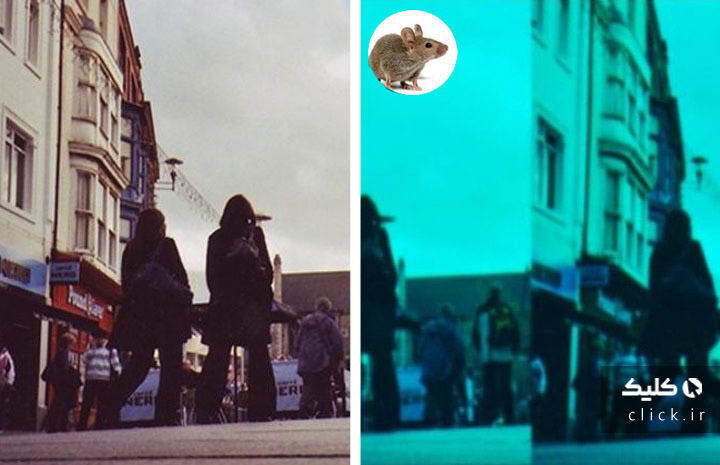 جهان در چشم حیوانات