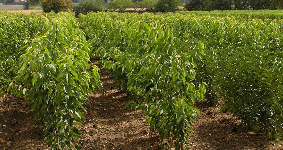 اینفوگرافیک درختکاری سامسونگ در ایران