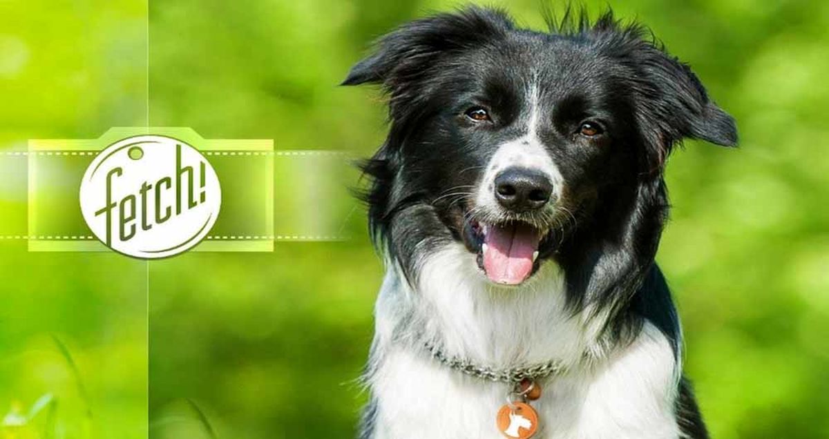 تشخیص نژاد سگ به کمک هوش مصنوعی