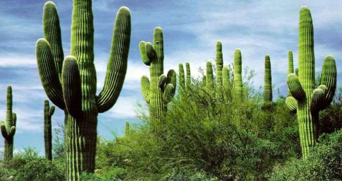 استفاده از کاکتوس برای تصفیه آب!