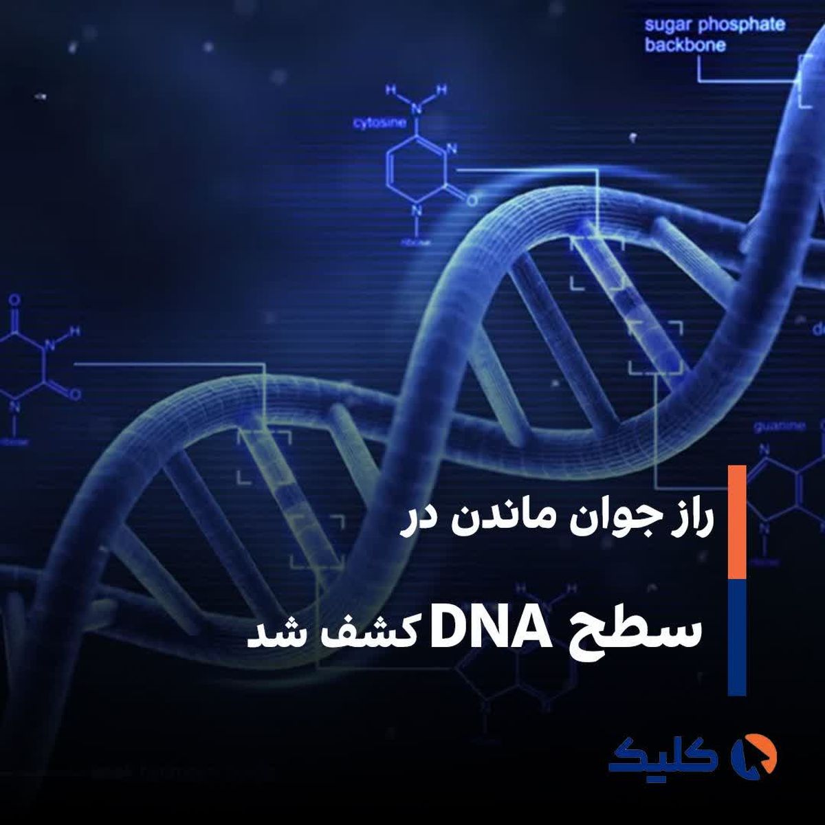 راز جوان‌ ماندن در سطح DNA کشف شد