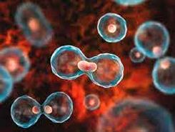 شناسایی سلول‌های پیر، آسان شد