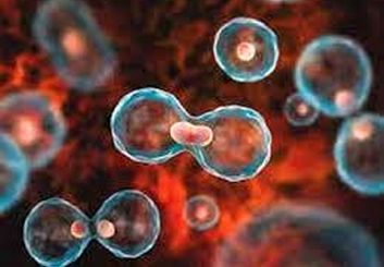 شناسایی سلول‌های پیر، آسان شد